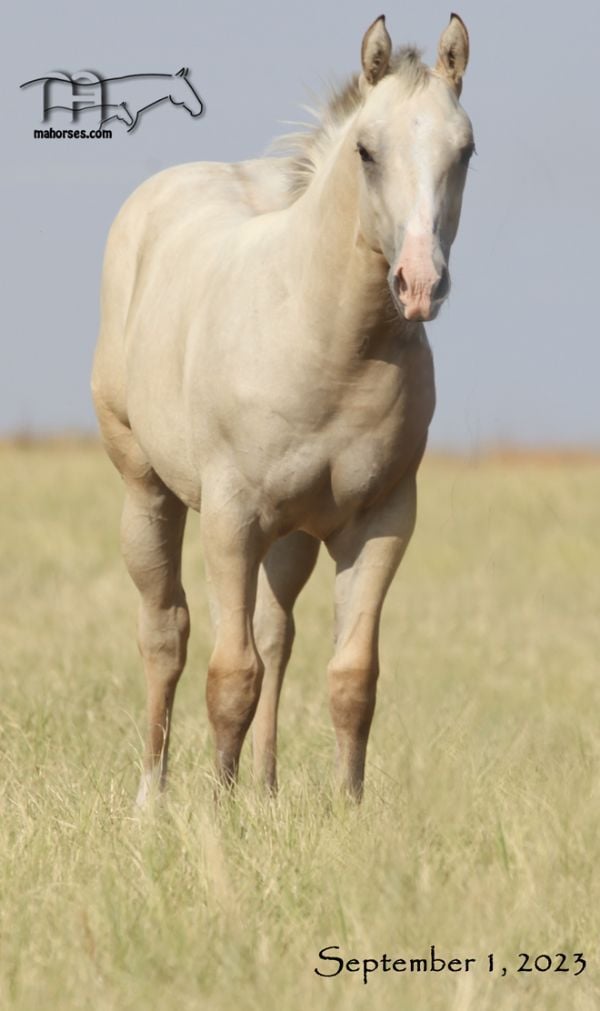 Smokin Rose MA's 2023 Buckskin Palomino Filly